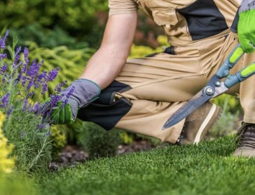 Warmer Weather: Gardening and Yardwork